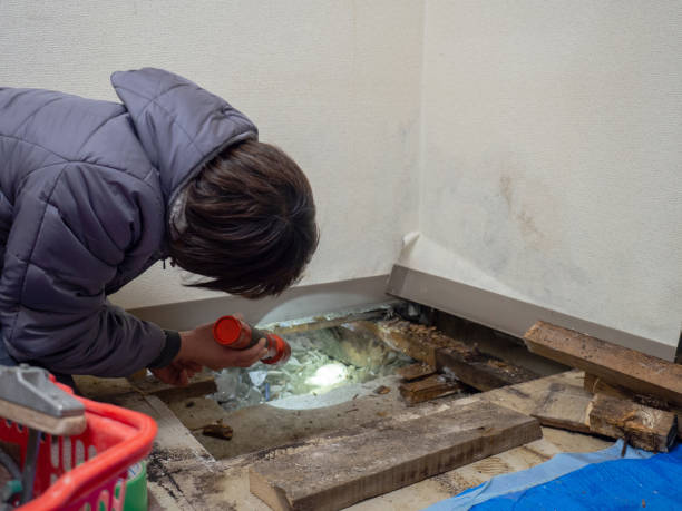 Best Water Damage & Mold Remediation  in Napervle, IL