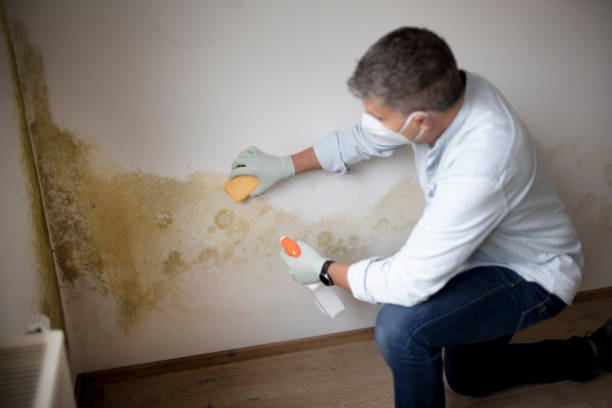 Best Mold Odor Removal Services  in Napervle, IL